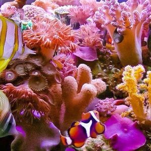 Meet your Posher, Lorie